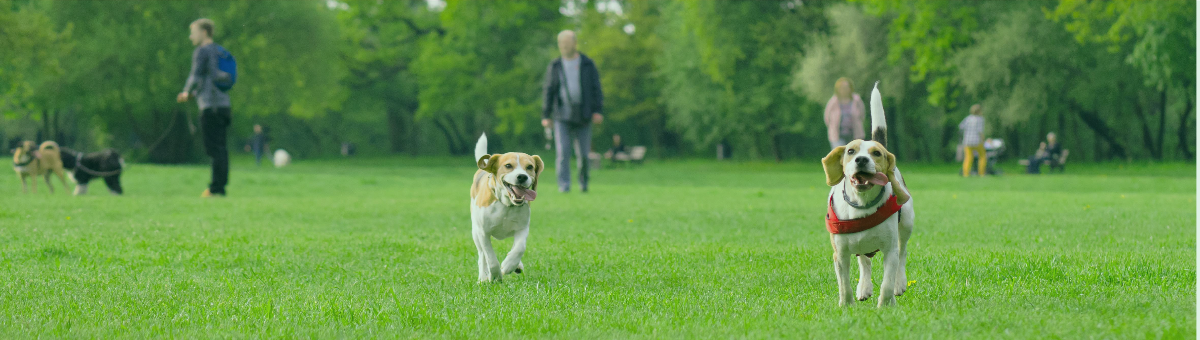 Happy dogs playing in PooPrints park