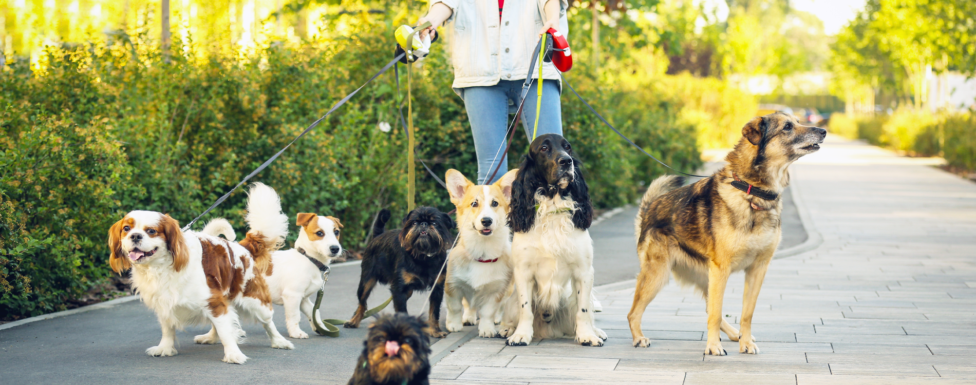 dog dna apartments clean yards responisble pet owners pickup dog waste